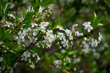 Sakura veya kiraz çiçeği çiçek tam bloom bahar mevsimi. Bahar güzel çiçek kiraz ağacı.
