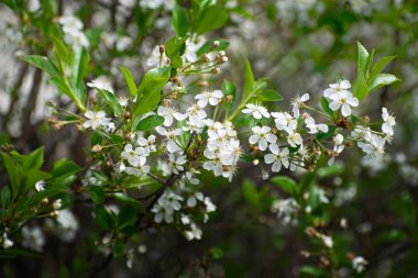 Sakura veya kiraz çiçeği çiçek tam bloom bahar mevsimi. Bahar güzel çiçek kiraz ağacı.