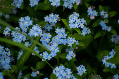 Bahar mavi korun çiçekler, pastel arka plan, seçici odak. Küçük çiçekler mavi - unutma kadar yakın ve çimen yeşil.