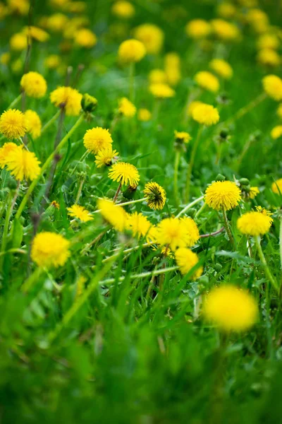 Field with yellow dandelions. Dandelions in the meadow.