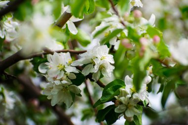 Elma ağacı çiçek. Elma bahçesi, çiçek açan kiraz ağaçları, meyve ağacı, beyaz renk.