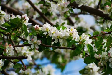 Elma ağacı çiçek. Elma bahçesi, çiçek açan kiraz ağaçları, meyve ağacı, beyaz renk.