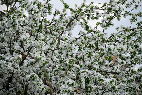 Apfelbaum in voller Blüte. Apfelgarten, blühende Kirschbäume, Obstbaum, weiße Farbe. — Stockfoto