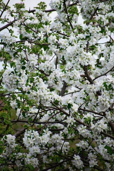 Apfelbaum in voller Blüte. Apfelgarten, blühende Kirschbäume, Obstbaum, weiße Farbe. — Stockfoto