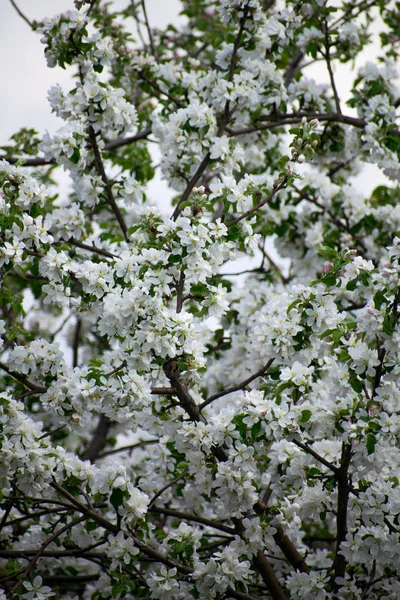 Apfelbaum in voller Blüte. Apfelgarten, blühende Kirschbäume, Obstbaum, weiße Farbe. — Stockfoto