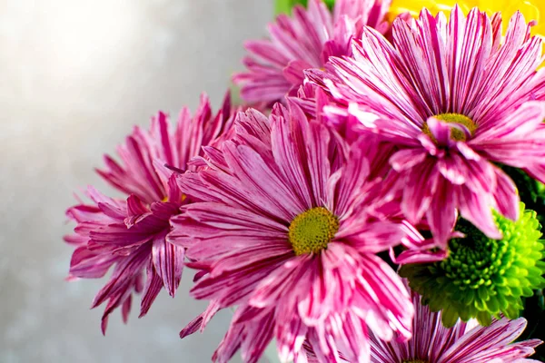 Wielobarwne Chryzantema kwiaty bukiet z różowe, fioletowe i białe pasy. — Zdjęcie stockowe