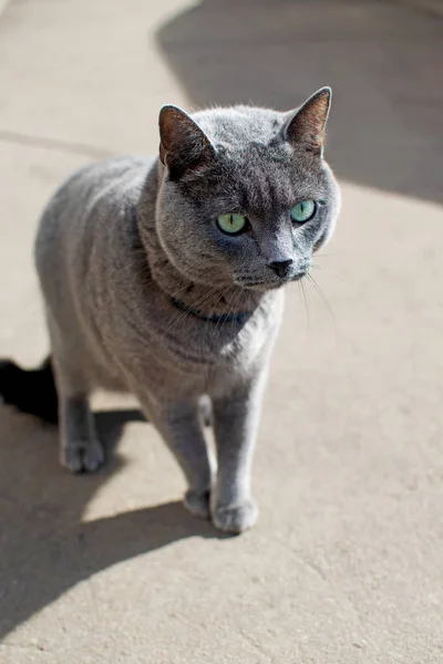 Británico taquigrafía gris gato caminando en la calle — Foto de Stock