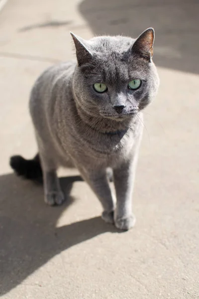 Británico taquigrafía gris gato caminando en la calle — Foto de Stock