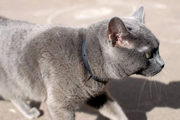 Británico taquigrafía gris gato caminando en la calle — Foto de Stock