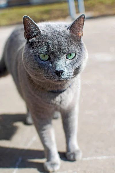 Británico taquigrafía gris gato caminando en la calle — Foto de Stock