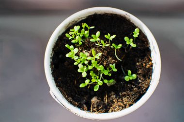 Pencere nin üzerindeki tencerede yeşil lahana.