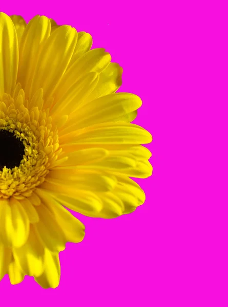 Indah bunga gerbera daisy pada latar belakang apink — Stok Foto