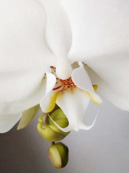 Vacker vit orkidé på fönsterbrädan närbild. — Stockfoto
