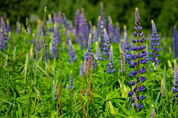Campo de lupinus floreciente con flores púrpura y azul . —  Fotos de Stock