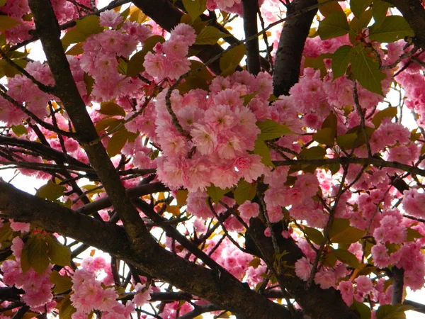 Sakura oder Kirschblüte blühen im Frühling in voller Blüte. — Stockfoto