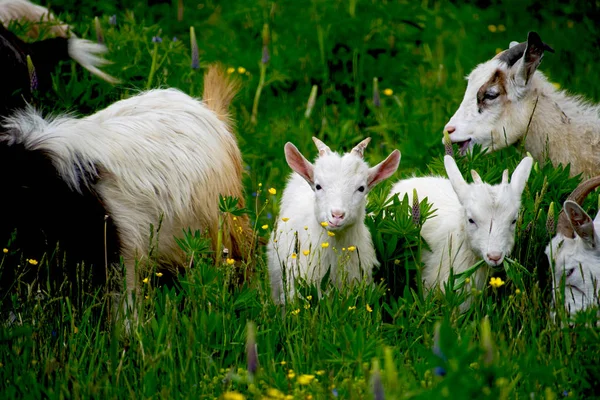 Çayırda otlayan, ot ve bitki yiyen bir koyun sürüsü.