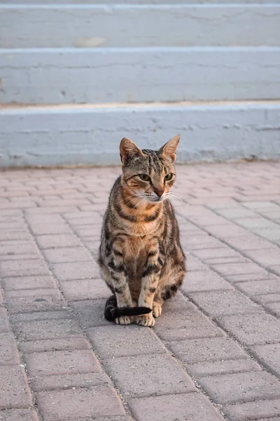 Hermosa rayas gato taquigrafía se sienta en el camino — Foto de Stock