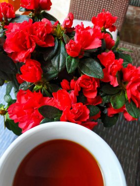 Güzel çiçek açan açelya ve çay fincan ıskta.