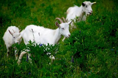 Çayırda otlayan, ot ve bitki yiyen bir koyun sürüsü.