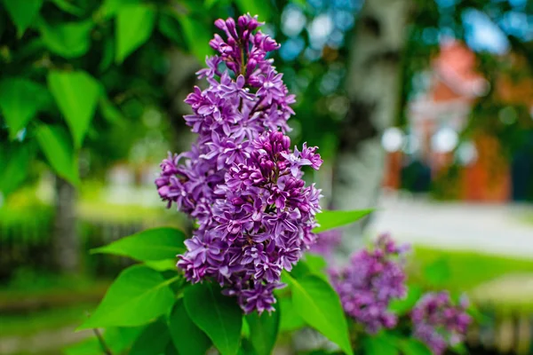 Lilac flowers. Green branch with spring lilac flowers. — Stock Photo, Image