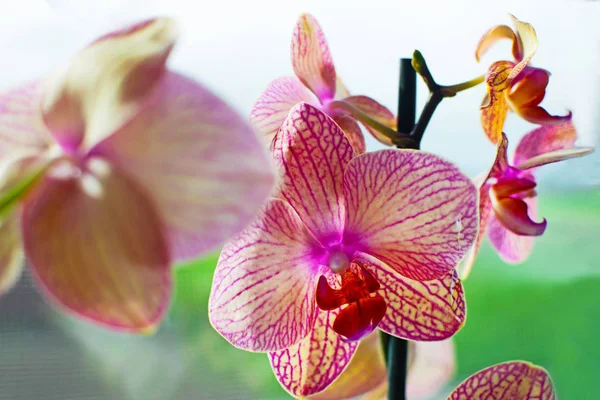 Purple Moth orkidé blommor eller Phalaenopsis i fönstret — Stockfoto