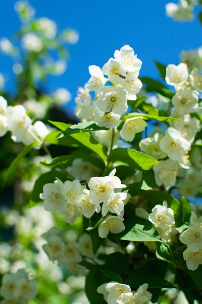 Jasmine flowers blossoming on bush in sunny day — Stock Photo, Image