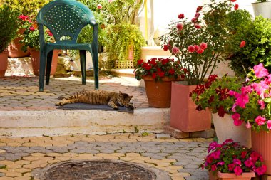 Yunanistan'da sokakta uyuyan kahverengi tekir kedi.