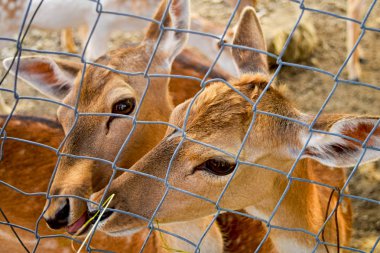Bir Eld's Deer veya kaş boynuzlu geyik yakın yüzü.