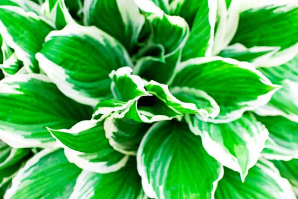 Hojas tropicales verdes con rayas blancas de cerca . — Foto de Stock