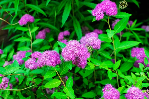 Macro foto de la naturaleza arbusto floreciente Spiraea . —  Fotos de Stock