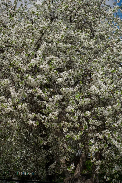 Schön blühender Kirschbaum im Frühling. — Stockfoto