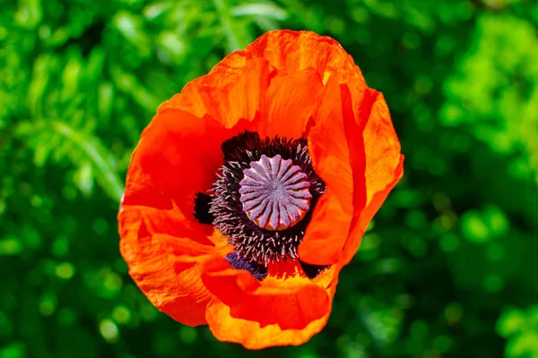 Close up of beautiful red blooming poppies in a field. — Stock Photo, Image