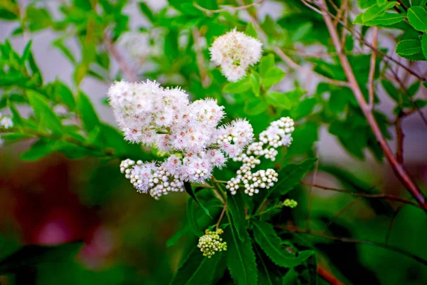 Makro kuva luonnosta kukinnan pensas Spiraea . — kuvapankkivalokuva