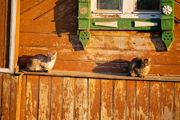 Two cats are sitting under the window. — Stock Photo, Image