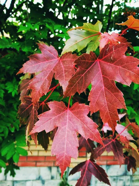 Hojas de arce de otoño granate brillante, rama de otoño . —  Fotos de Stock