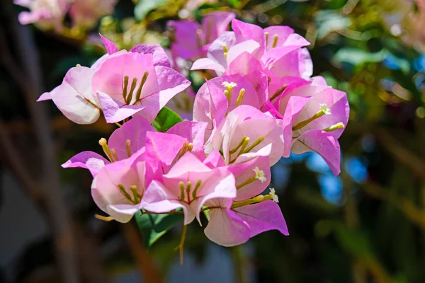 Розовые цветы Рододендрона крупным планом в саду . — стоковое фото