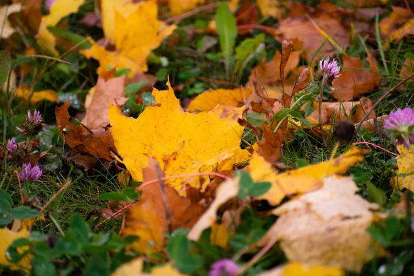 Ormanda düşmüş sonbahar yaprakları renkli arka plan.