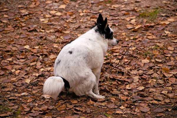 Higiene urbana: perro blanco y negro haciendo sus abluciones en el bosque en lugar de en la calle . — Foto de Stock