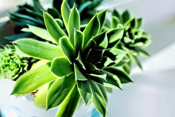 Penceredeki güzel sulu bitkiyi kapat..