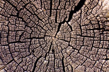 Yıllık halkaları ve çatlakları olan güzel bir ağaç kesimi..