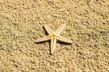 Kumsalda deniz yıldızına yakın çekim. Sevimli beyaz denizyıldızı.