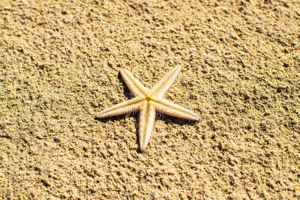 Close-up starfish against on the sand. Cute white starfish. — Stock Photo, Image