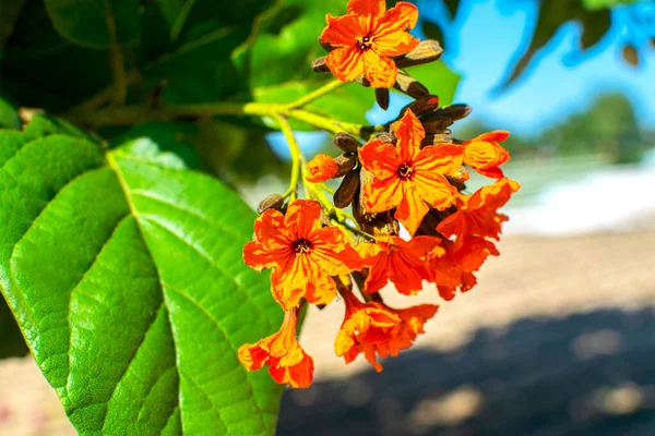 Красивый оранжевый цветок изгороди, плачущая Лантана, Lantana camara Linn в тропическом парке в Дубае. — стоковое фото