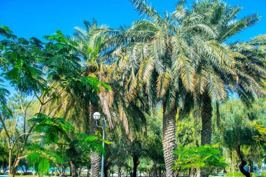 Güzel tropik yeşil palmiye ağacı. Asya 'da palmiye ağacı kapanıyor.