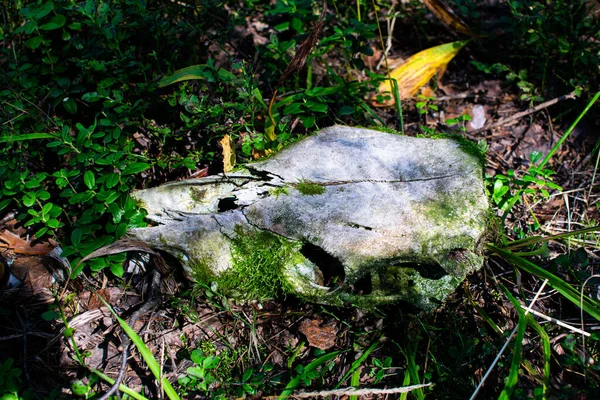 Crâne Animal Dans Herbe Verte Forêt Crâne Wapiti Recouvert Mousse — Photo