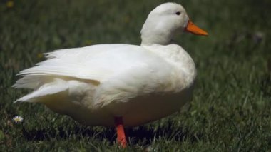 Yeşil çimenlikteki sevimli ördek kuşu, yakın görüş.