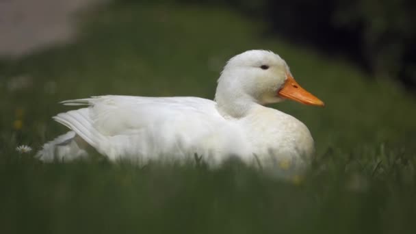 Niedlicher Entenvogel Grünen Gras Nahsicht — Stockvideo