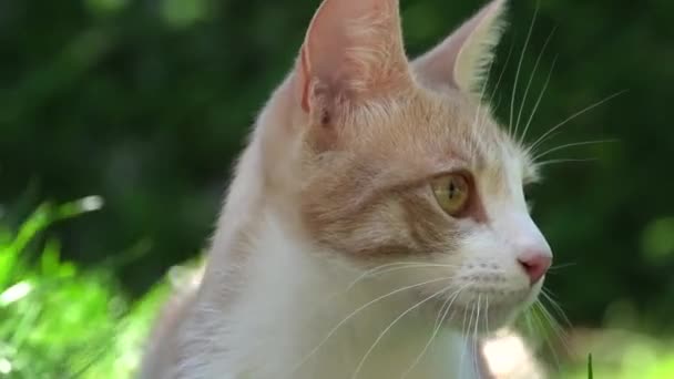 晴れた日には緑の芝生を見回す可愛い猫の姿を間近で見ることができます — ストック動画