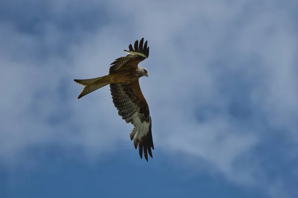 Halcón Águila Vuelo Contra Cielo Azul —  Fotos de Stock