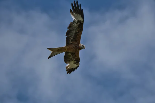 Havik Adelaar Vlucht Tegen Blauwe Lucht — Stockfoto